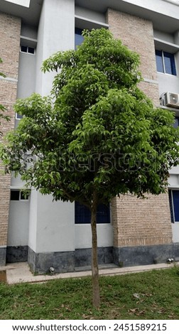 Similar – side street Tree Town