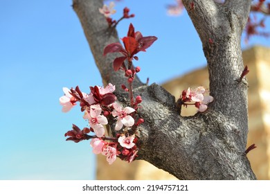 A Nice Tree In The Street (Prunus Cerasifera)