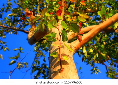 Nice Tree Under The Sun In Good Shade And Color