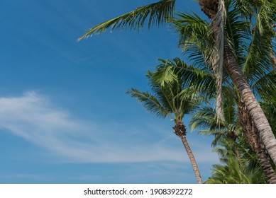 Nice Tropical With Blue Sky, Palms Tree, Green Leave 
