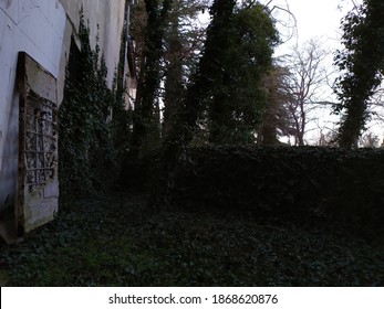 nice view background dark trees 