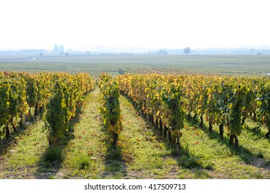 Nice View On Vineyard In Foggy Morning Beaune Burgundy France