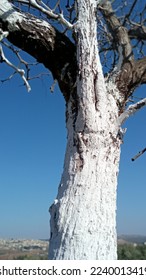 Nice view with tree and sky in the winter
