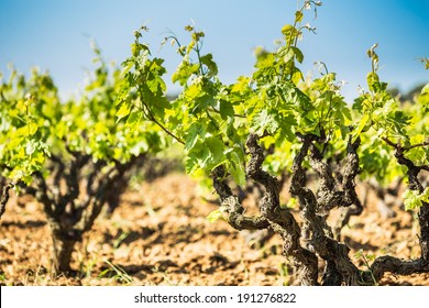 Nice Vineyard In A Sunny Day.