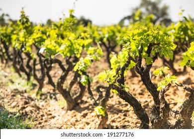 Nice Vineyard In A Sunny Day.