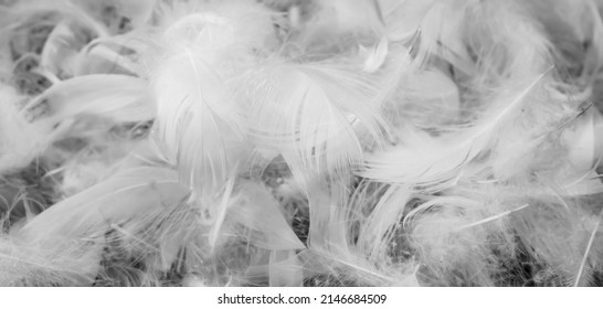 nice white duck feathers. background or texture - Shutterstock ID 2146684509