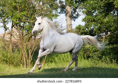 Nice White Horse Running Stock Photo 227816893 | Shutterstock