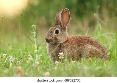 Nice Wild Rabbit