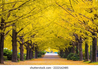 The nice yellow Ginkgo trees along the stree