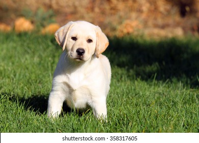 a nice yellow labrador puppy playing in green grass in summer - Shutterstock ID 358317605