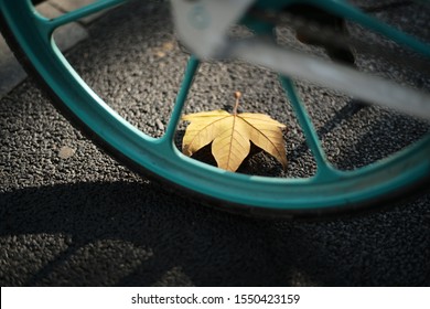 Nice Yellow Leave Behind A Blue Bike Wheel.