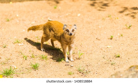 Nice yellow mongoose walks on sandy soil on a sunny summer day at the zoo. Animal life concept in the reserve park. Animal protection concept. - Shutterstock ID 1438518884