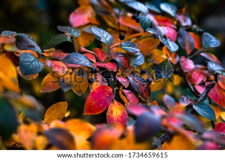 Similar – Foto Bild Die Blätter im Herbst werden gelb.