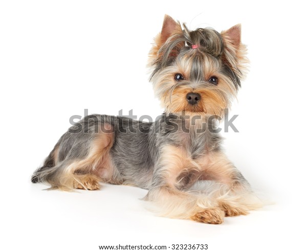 Nice Yorkshire Terrier Short Hair Lies Stock Photo Edit Now