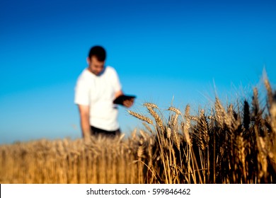 Nice young man walking around wheat field while harvesting. Farmer looking at cultivated field