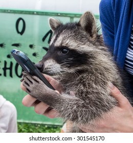 Nice Young Raccoon (Procyon Lotor) In Human Hands Playing With Smartphone