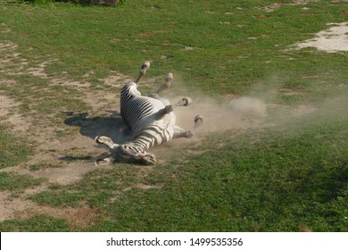 Nice Zebra Rolling In Dust