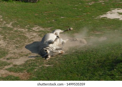 Nice Zebra Rolling In Dust