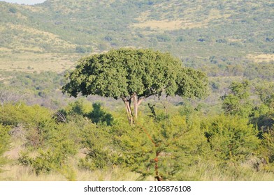 A Nicely Shaped Shepherds Tree