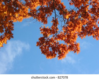 Nicely sunlit fall oak branches on the background of bright blue sky
