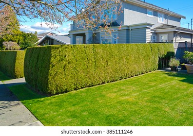 Nicely Trimmed Bushes, Green Fence And Lawn At Front Yard Of The House. Landscape Design.