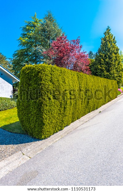Nicely trimmed bushes, green fence.
Separate and protect private property.  Landscape
design.