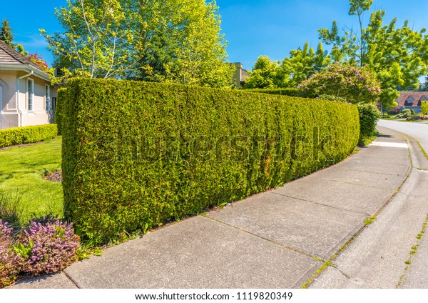 Nicely trimmed bushes, green fence.\
Separate and protect private property.  Landscape\
design.
