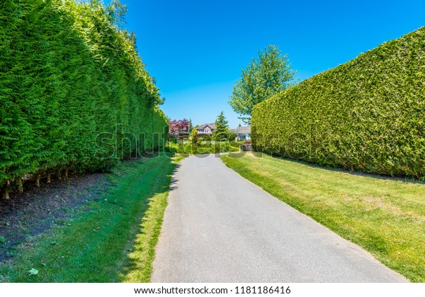 Nicely trimmed bushes, green fence.\
Separate and protect private property.  Landscape\
design.