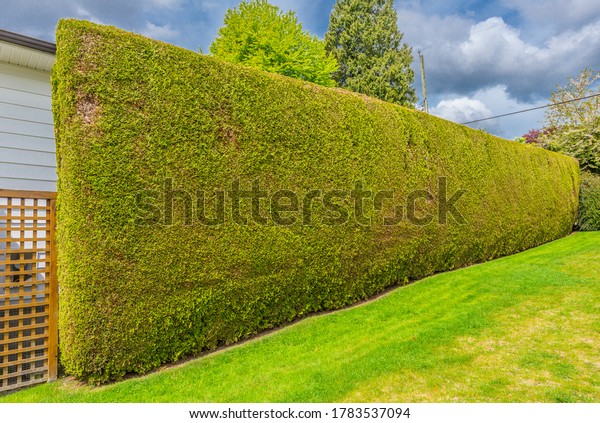 Nicely trimmed bushes, green fence.
Separate and protect private property.  Landscape
design.