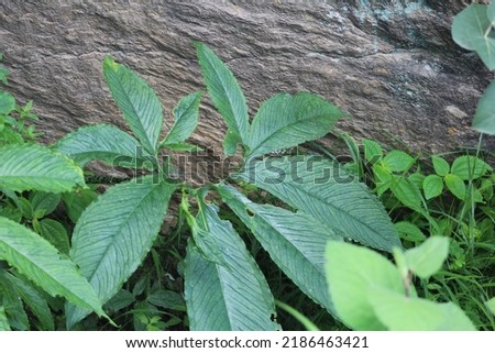 Nicklaus type leaf is a unique leaf can be found in hilly areas of gokand valley buner Pakistan. It is a medicinal plant used in different medicines. 
