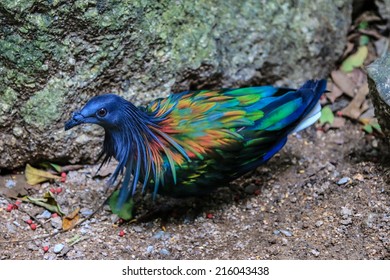 Nicobar Pigeon