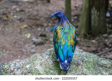 Nicobar Pigeon