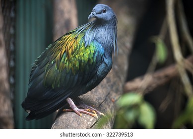 Nicobar Pigeon