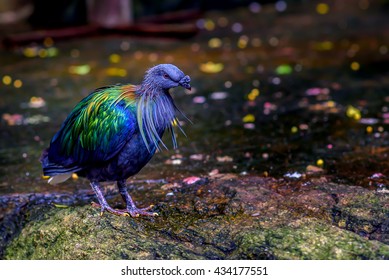 Nicobar Pigeon