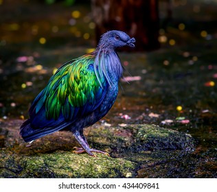 Nicobar Pigeon