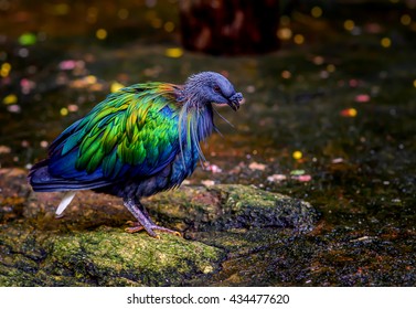 Nicobar Pigeon