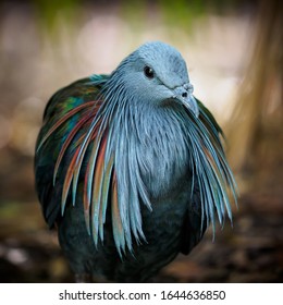 Nicobar Pigeon - Caloenas Nicobarica