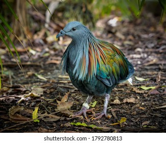 Nicobar Pigeon - Caloenas Nicobarica