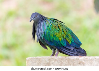 Nicobar Pigeon (Caloenas Nicobarica)