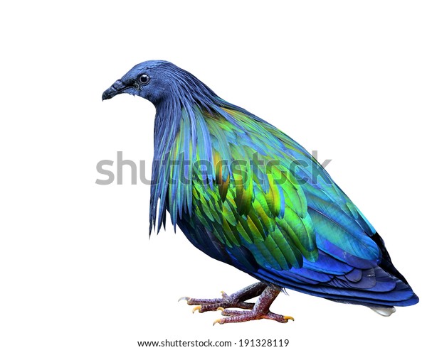 Nicobar Pigoen Bird Beuatiful Green Dark Stock Photo (Edit Now) 191328119