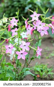 Nicotiana Alata Blooming In The Garden