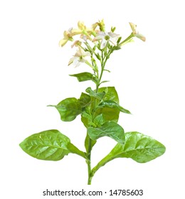 Nicotiana (flowering Tobacco Garden Plant), Isolated,