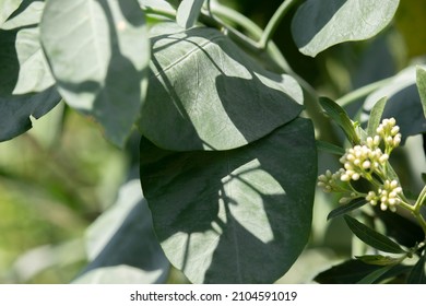 Nicotiana Glauca - Tree Tobacco - Leaf