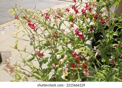 Nicotiana Perfume Red In A Window Box. Nicotiana Plant With Red Flowers, UK.