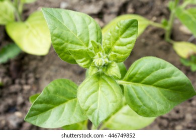 Nicotiana Rustica