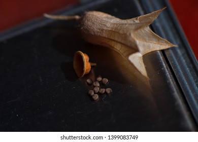 Nicotiana Rustica Seeds, The Peruvian Tobacco