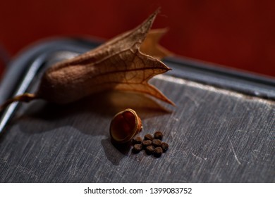 Nicotiana Rustica Seeds, The Peruvian Tobacco