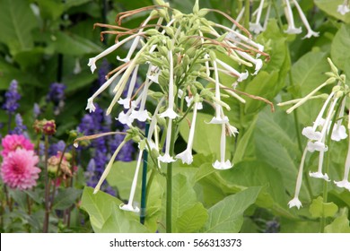 Nicotiana Sylvestris, Woodland Tobacco, Flowering Tobacco, Ornamental Herb With Green Clasping Leaves And Long Tubular White Flowers, Drooping In Racemes.