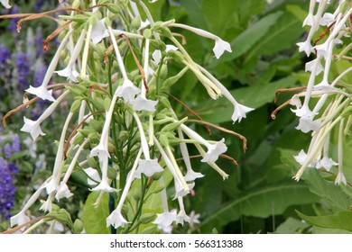 Nicotiana Sylvestris, Woodland Tobacco, Flowering Tobacco, Ornamental Herb With Green Clasping Leaves And Long Tubular White Flowers, Drooping In Racemes.