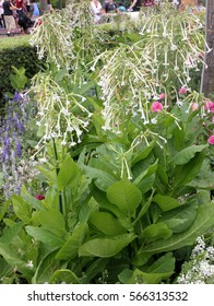 Nicotiana Sylvestris, Woodland Tobacco, Flowering Tobacco, Ornamental Herb With Green Clasping Leaves And Long Tubular White Flowers, Drooping In Racemes.